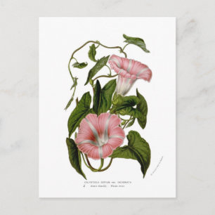 Calystegia sepium var. incarnata postcard