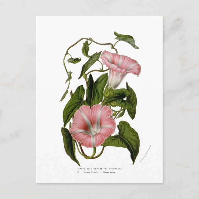 Calystegia sepium var. incarnata postcard (Front)
