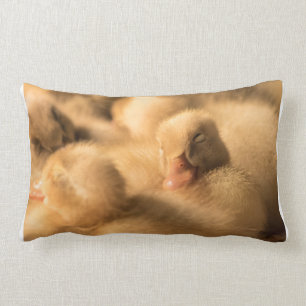 Camaraderie Lumbar Cushion