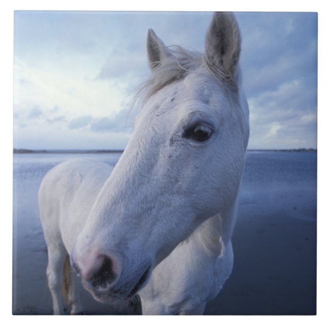 Camargue Horse Ceramic Tile (Front)