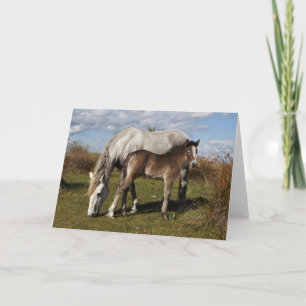 Camargue Horse Foal with Mother Card