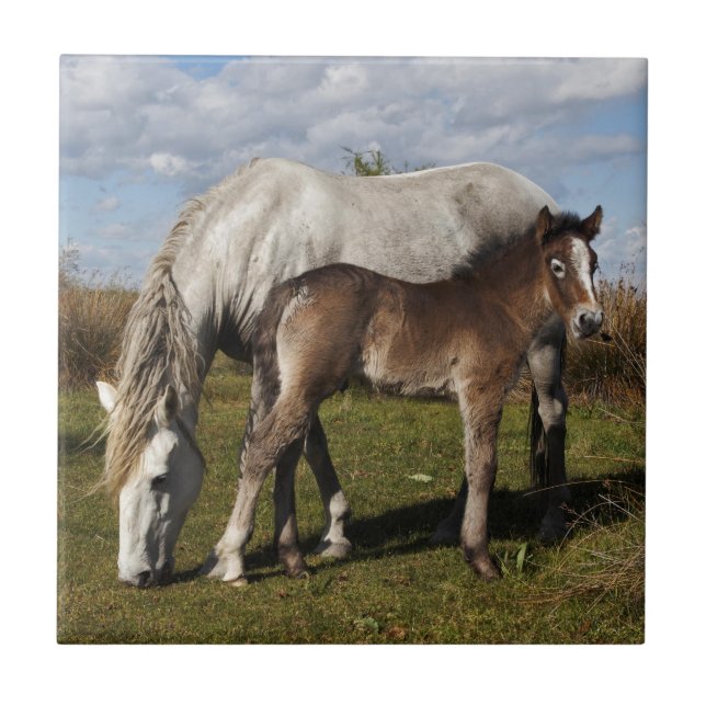 Camargue Horse Foal with Mother Ceramic Tile (Front)