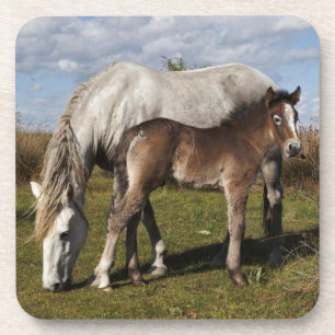 Camargue Horse Foal with Mother Coaster