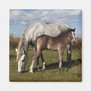 Camargue Horse Foal with Mother Magnet