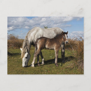 Camargue Horse Foal with Mother Postcard