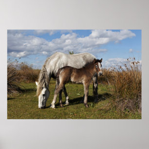 Camargue Horse Foal with Mother Poster