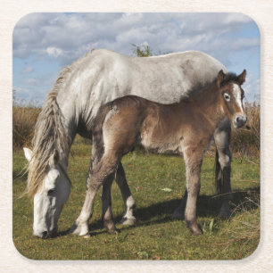 Camargue Horse Foal with Mother Square Paper Coaster