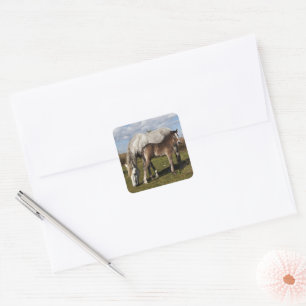 Camargue Horse Foal with Mother Square Sticker