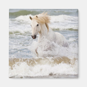 Camargue Horse in the Surf Magnet