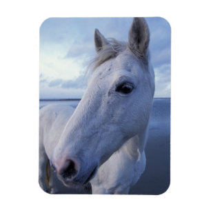 Camargue Horse Magnet