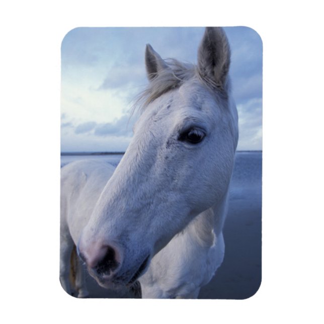 Camargue Horse Magnet (Vertical)