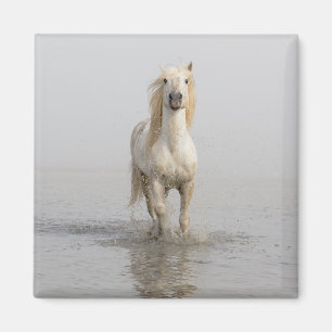 Camargue Horse Running in Water Magnet