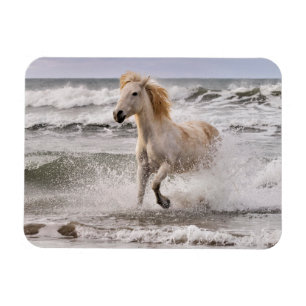 Camargue Horse Running out of Surf Magnet