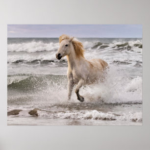 Camargue Horse Running out of Surf Poster