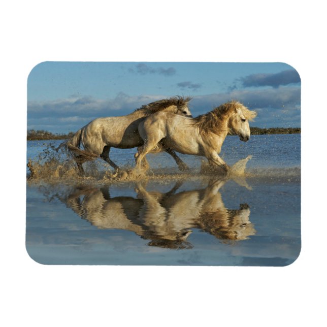 Camargue Horses and Reflection, Southern France Magnet (Horizontal)