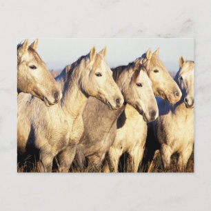 Camargue Horses (Eguus caballus) Postcard