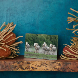 Camargue Horses Running in Water Plaque
