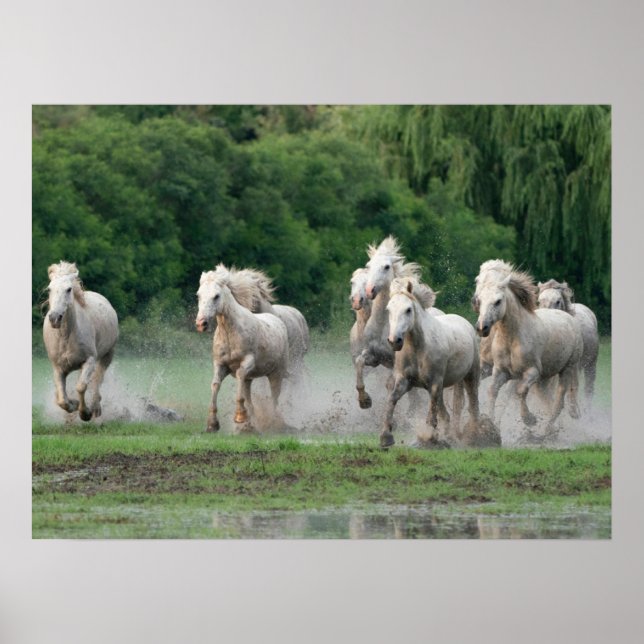 Camargue Horses Running in Water Poster (Front)