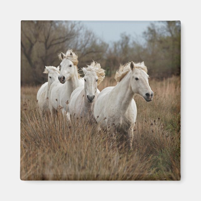 Camargue Horses Running Magnet (Front)