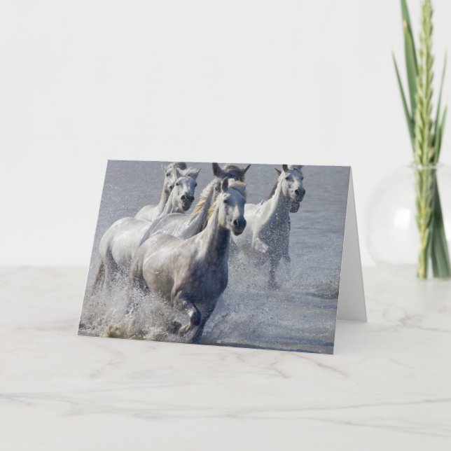 Camargue horses running on marshland to cross card (Front)