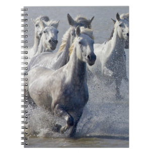 Camargue horses running on marshland to cross notebook