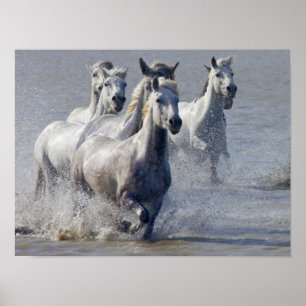 Camargue horses running on marshland to cross poster