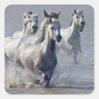 Camargue horses running on marshland to cross