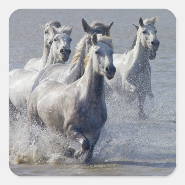 Camargue horses running on marshland to cross square sticker (Front)