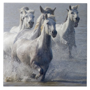 Camargue horses running on marshland to cross tile