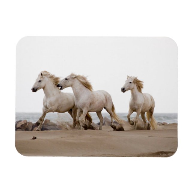Camargue Horses Running on the Beach Magnet (Horizontal)
