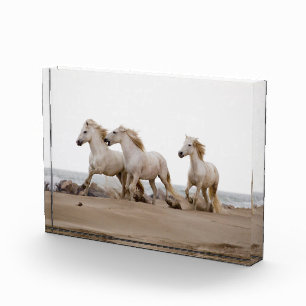 Camargue Horses Running on the Beach Photo Block