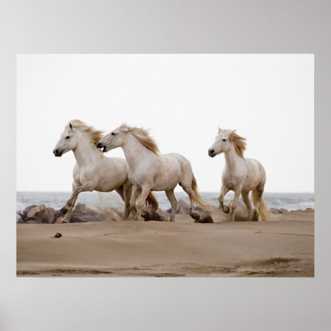 Camargue Horses Running on the Beach Poster (Front)