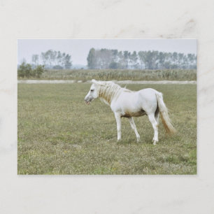 Camargue stallion postcard