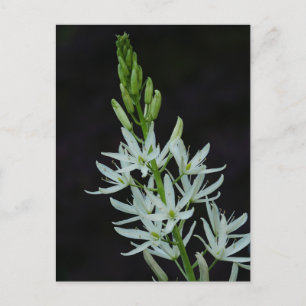 Camassia Flower Postcard