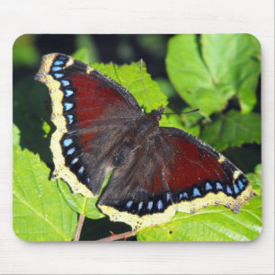 Camberwell Beauty or Mourning Cloak butterfly Mouse Pad