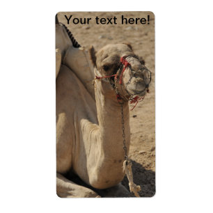 Camel