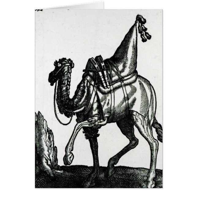 Camel (Front)