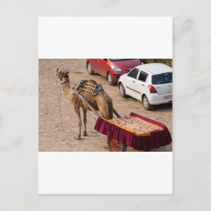Camel and car postcard