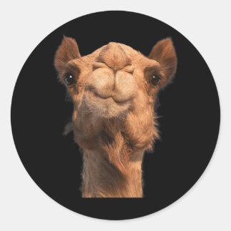Camel Animal Face Classic Round Sticker