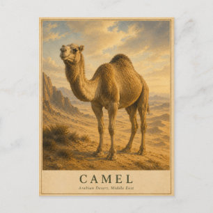 Camel Arabian Desert VINTAGE Postcard