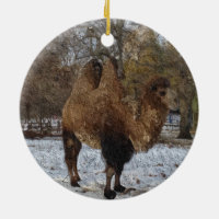Camel Art