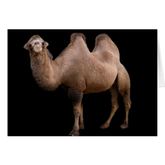 Camel Bubble (Front Horizontal)