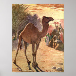 Camel by Louis Sargent, Vintage Wild Animals Poster