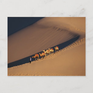 Camel caravan on the desert, Dunhuang, Gansu Postcard