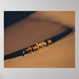 Camel caravan on the desert, Dunhuang, Gansu Poster