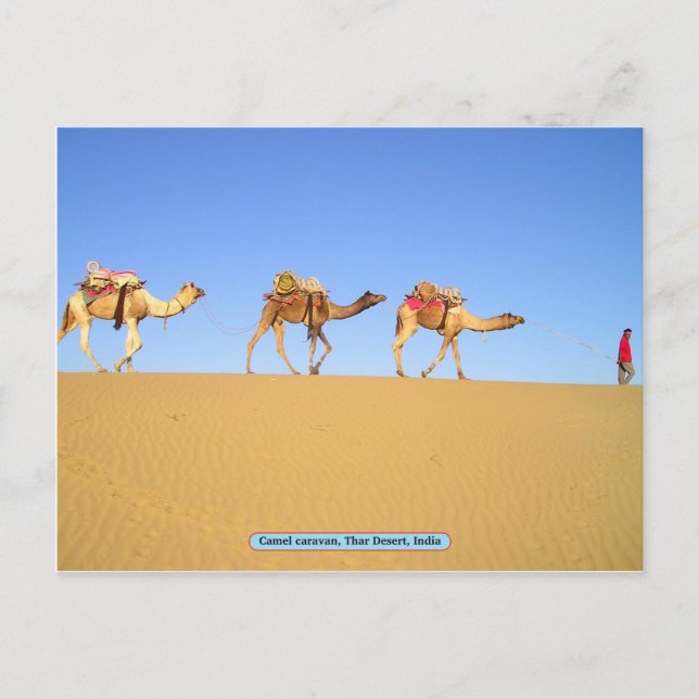 Camel caravan, Thar Desert, India Postcard (Front)