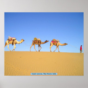 Camel caravan, Thar Desert, India Poster