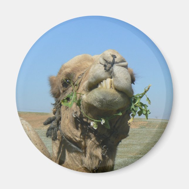 Camel chewing flowers magnet (Front)