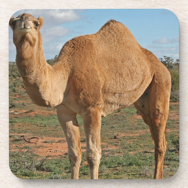 Camel Coaster (Front)