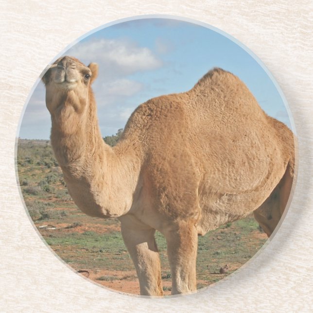 Camel Coaster (Front)